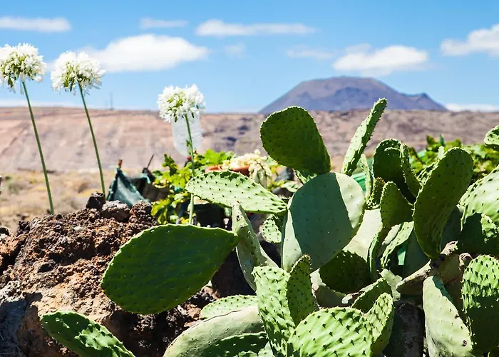 Ocean Аррьета