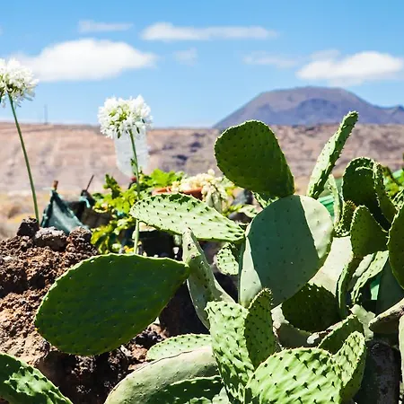 Ocean Arrieta (Lanzarote)